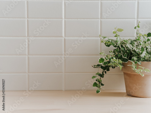 Fototapeta Naklejka Na Ścianę i Meble -  Background with white rectangular tiles on the wall and houseplant in a ceramic pot