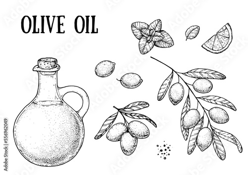 Olive branch and oil jug sketch, hand drawn vector illustration. Vintage design template. Healthy food illustration. Vintage logo, label