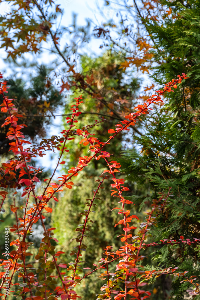 Red, green and purple leaves on curved branches of barberry Berberis thunbergii Atropurpurea against blurred background of evergreens. Selective focus. Landscaped garden. Nature concept for design. Red, green and purple leaves on curved branches of barberry Berberis thunbergii Atropurpurea against blurred background of evergreens. Selective focus. Landscaped garden. Nature concept for design.
