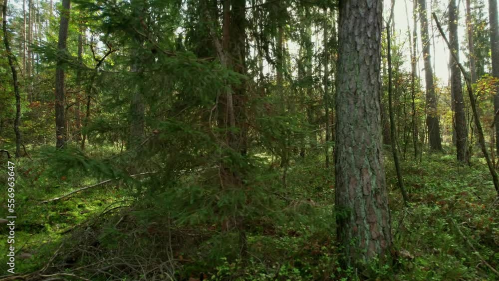 Dense mixed forest in the morning, drone view in different directions. Rays of light fall on tree trunks and create long shadows. Dense mixed forest in the morning, drone view in different directions. Rays of light fall on tree trunks and create long shadows.