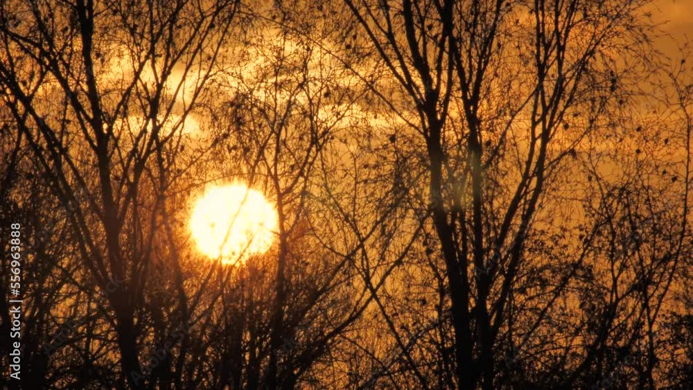 Sunrise behind tree branches. The sun will rise in the yellow sky. Dramatic sky with sunlight Sunrise behind tree branches. The sun will rise in the yellow sky. Dramatic sky with sunlight