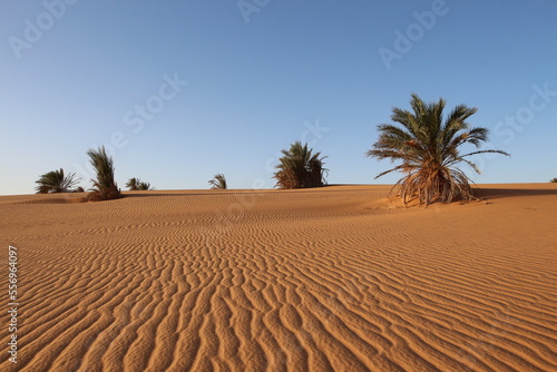 sand dunes and palms in the desert