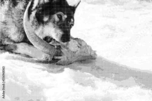 The hunting dog West Siberian Laika (a cross between a wolf) eats (nibbles) the head of a goat with large curved horns in the snow. Halftone dotted vector image. Space for copy text.  