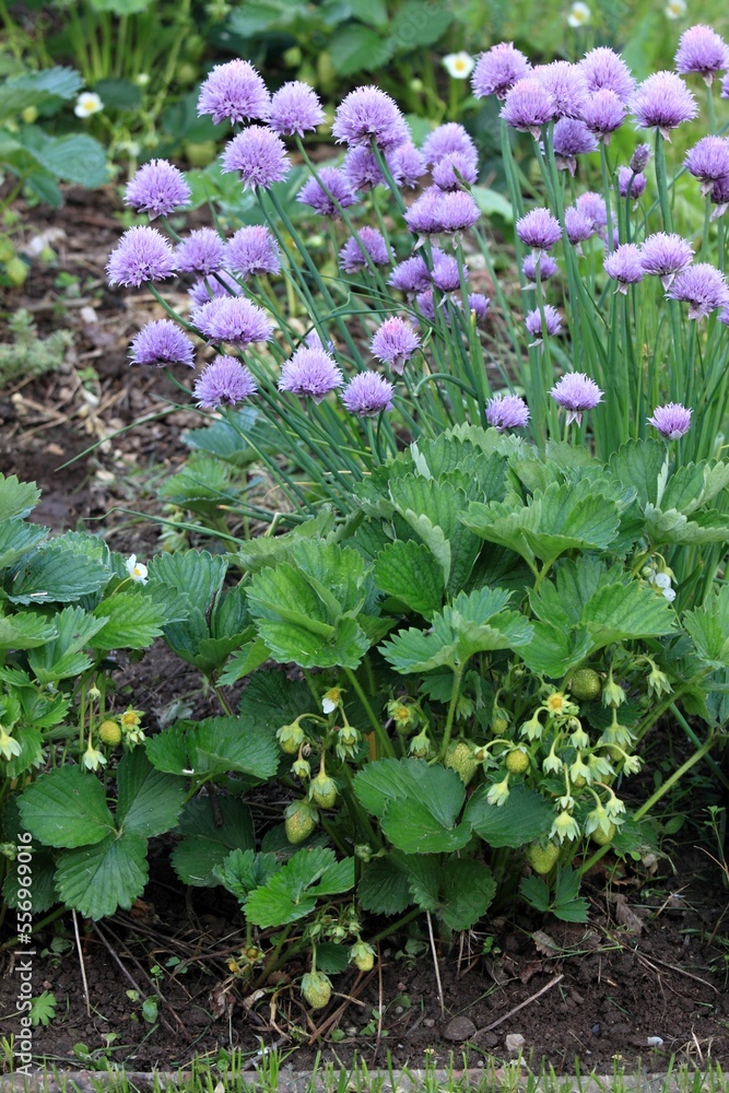 Flowering chives, lat. Allium schoenoprasum, and ripening strawberries in permaculture garden. Ecological gardening combines different types of vegetable and flowers.