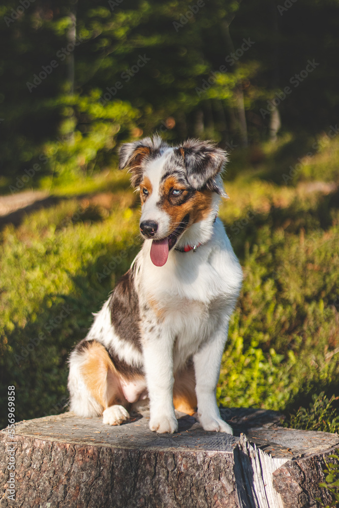 Candid portrait of an Australian Shepherd puppy dog on a walk in the woods. Dog standing on a stump looking after his owner. Joyful expression while relaxing. Four-legged bundle of joy