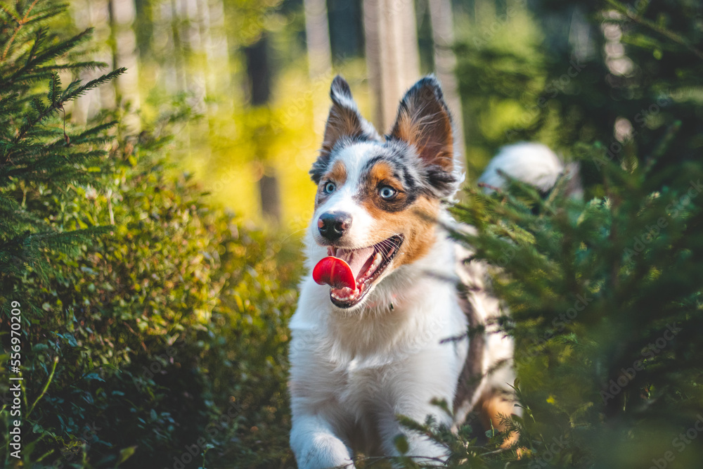Candid portrait of an Australian Shepherd dog on a walk in the woods. Bond between dog and man. Joyful expression with tongue lolling out