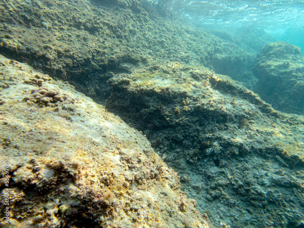 Fototapeta premium Fondale marino Calamosche