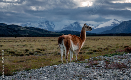 Guanaco Patagonia Chilena