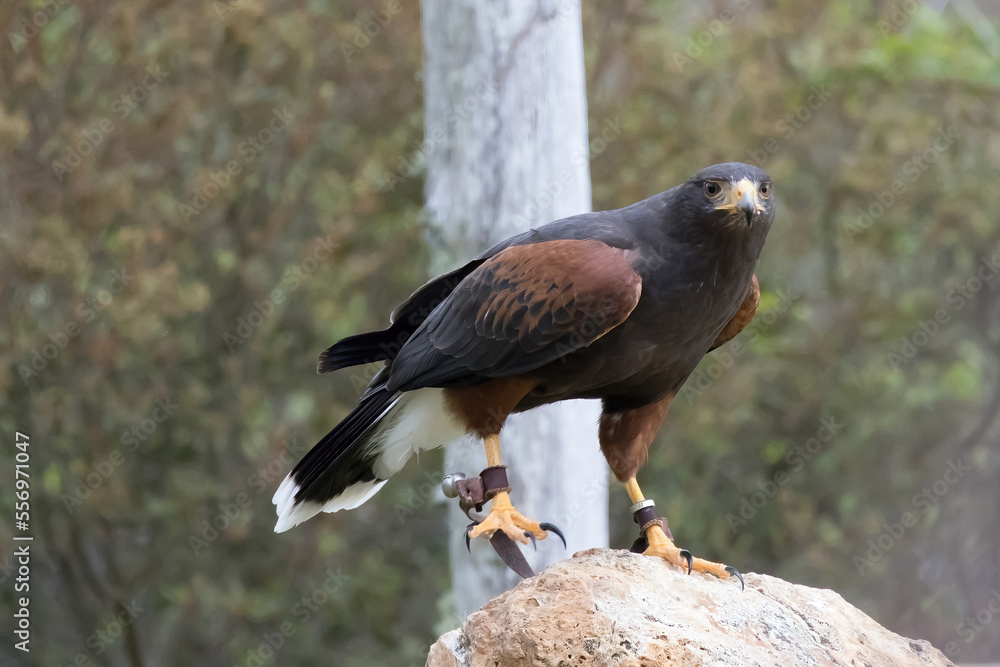 Obraz premium Coopers Hawk outdoors