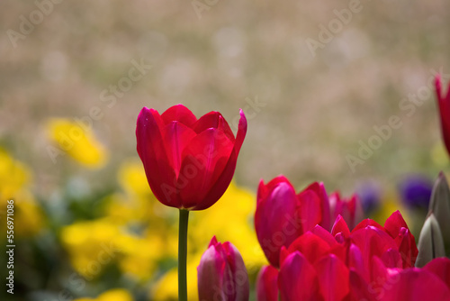 Red Tulips in a garden