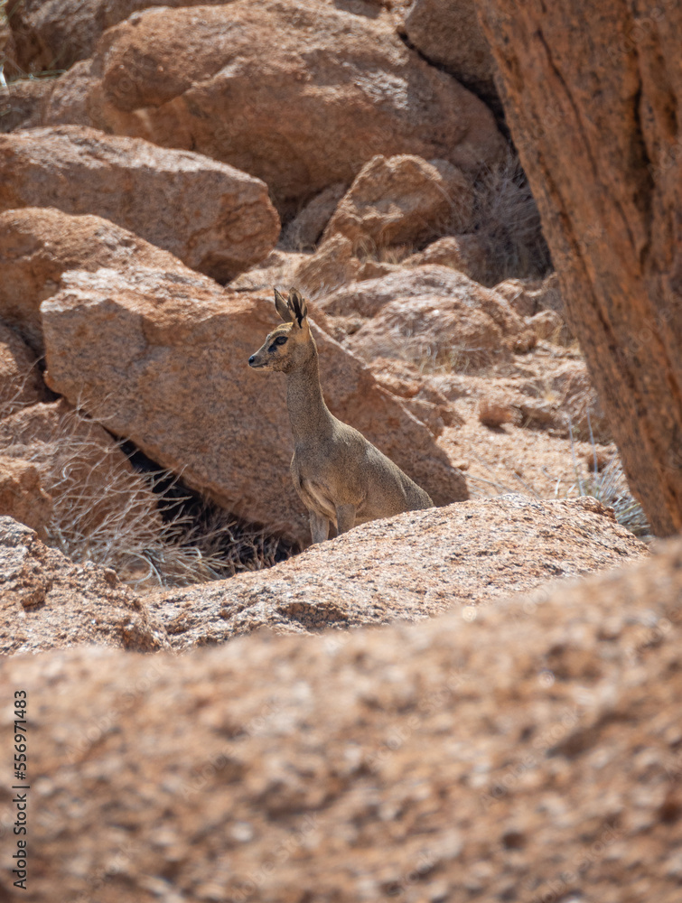 Klipspringer climbing rocks at Spitzkoppe, Namibia Klipspringer climbing rocks at Spitzkoppe, Namibia