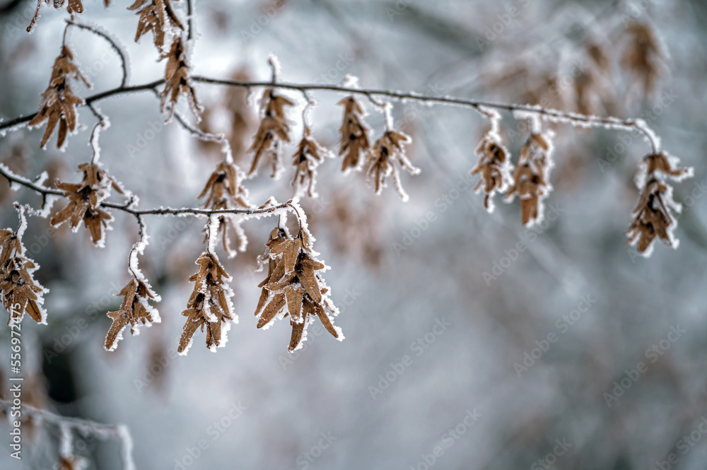 Snow on tree branches. Frost on tree branches. Nature weather closeup. Winter background. Snow on tree branches. Frost on tree branches. Nature weather closeup. Winter background.