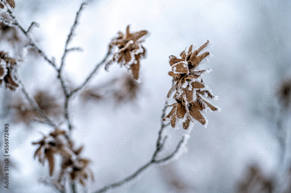Snow on tree branches. Frost on tree branches. Nature weather closeup. Winter background.
