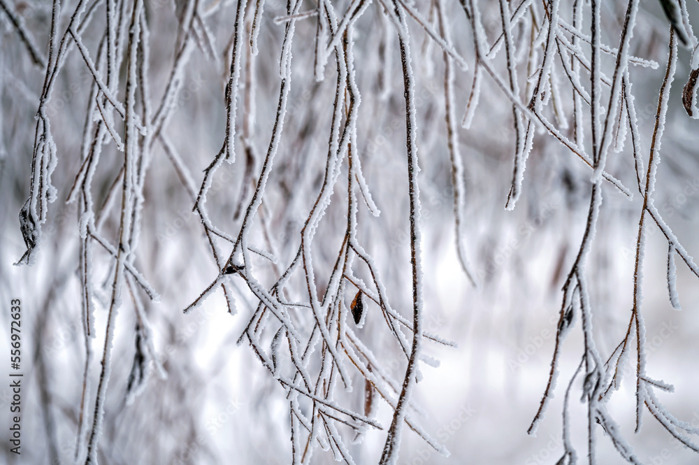 Snow on tree branches. Frost on tree branches. Nature weather closeup. Winter background. Snow on tree branches. Frost on tree branches. Nature weather closeup. Winter background.