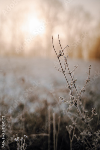 Closeup of isolated wild dost covered with frost in backlight at sunrise. Winter landscape in Germany.