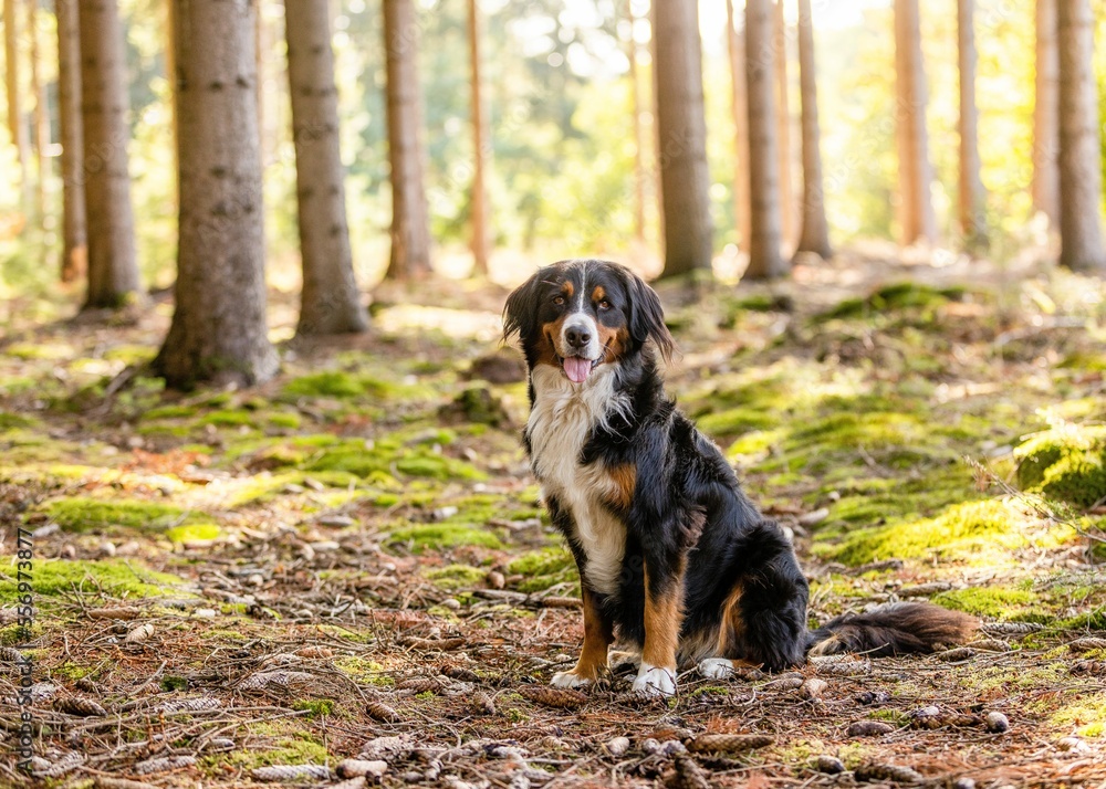dog in the woods dog in the woods