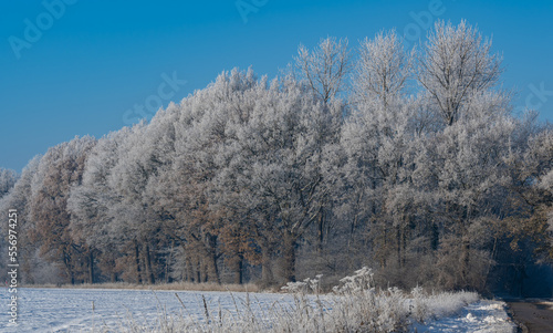 Schneelandschaft oder Winterlandschaft, Schnee und Eis bedeckte Bäume bei einem Ackerland an einem frühen Morgen © vschlichting