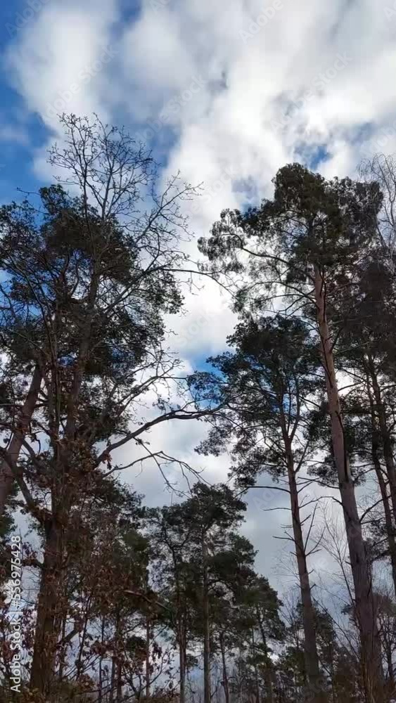 Trees Swaying In The Wind On A Sunny Day Trees Swaying In The Wind On A Sunny Day