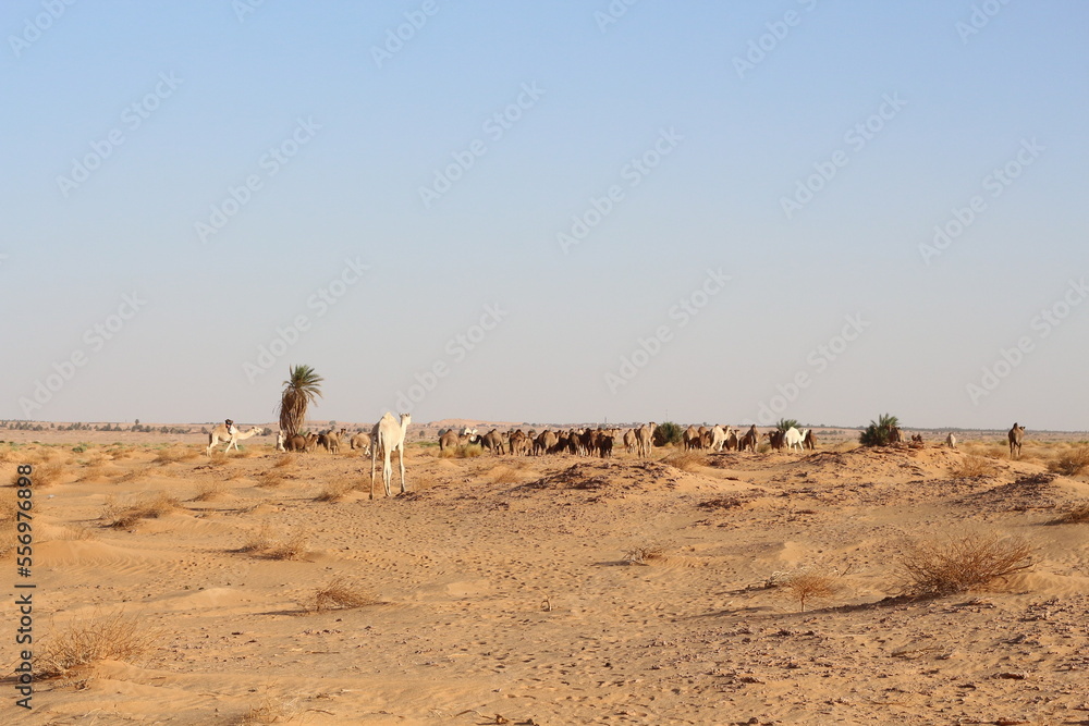 camels in the desert camels in the desert
