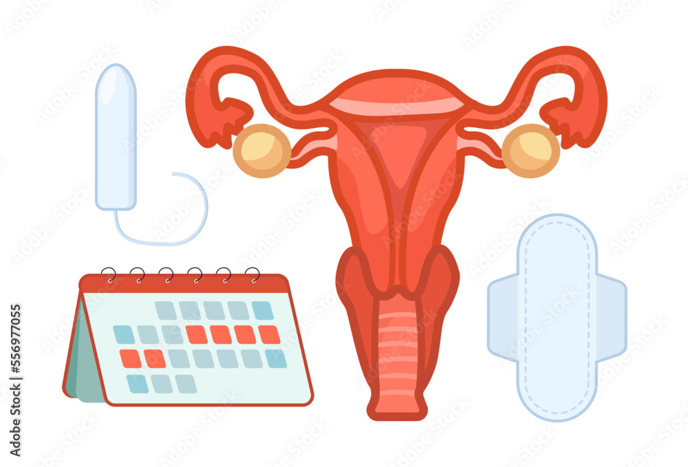 Uterus and period elements vector illustrations set. Cartoon drawings