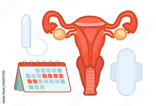Uterus and period elements vector illustrations set. Cartoon drawings of female organ, medical pad, tampon, menses calendar isolated on white background. Menstruation, female health concept