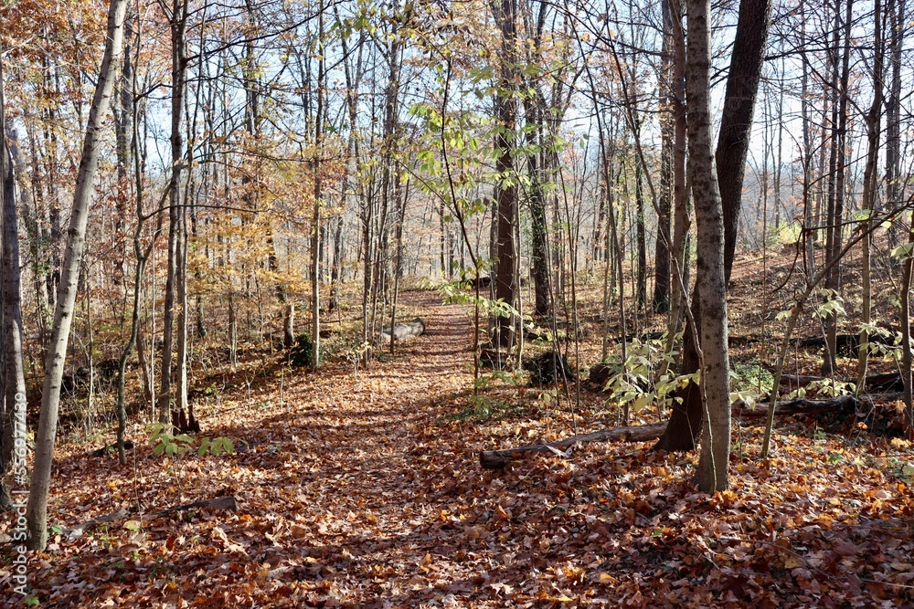 The hike in the beautiful autumn forest on a sunny day. The hike in the beautiful autumn forest on a sunny day.
