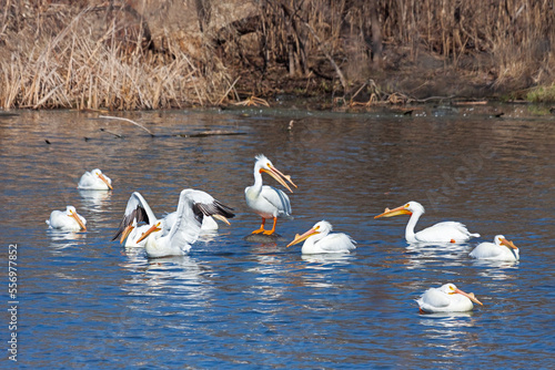 A squadron of pelicans swimming © mtruchon