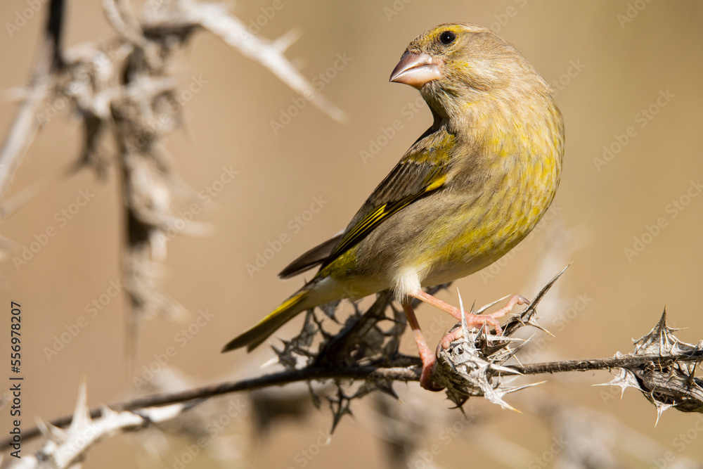 Adorable yellow bird sitting on dry branch Adorable yellow bird sitting on dry branch