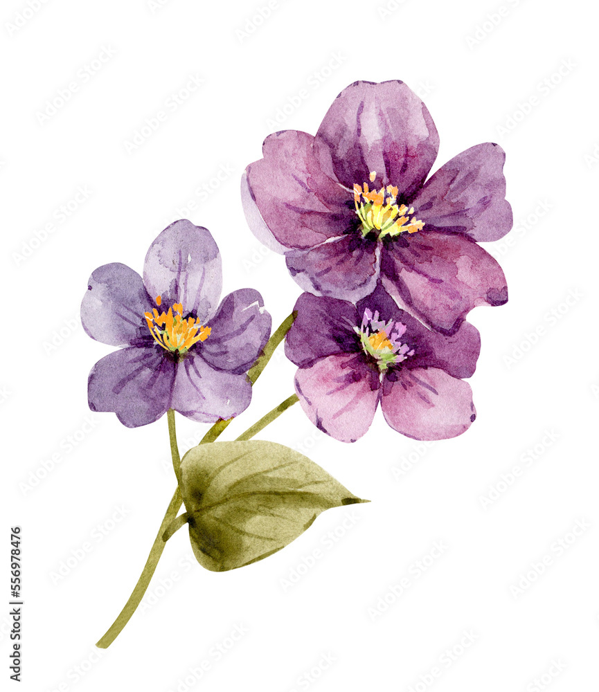 Delicate purple flowers, watercolor illustration.