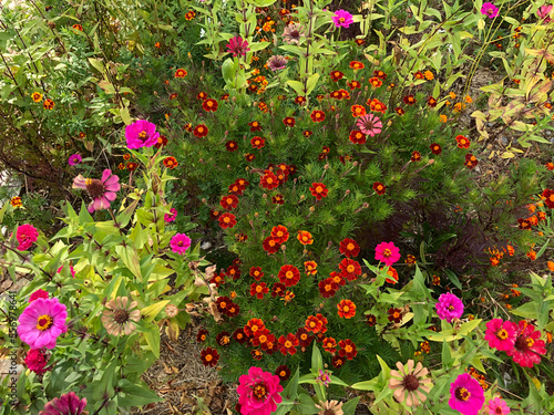 colorful flowers  photo