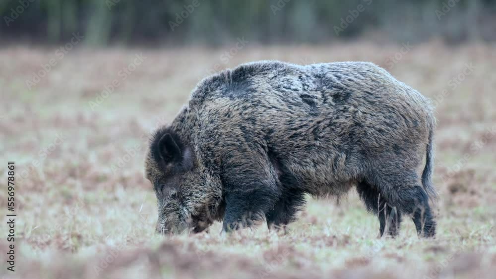 Wild boar (Sus scrofa or wild pig) is looking for food in a winter field. Heads down and hooves digging into the ground. Wild boar (Sus scrofa or wild pig) is looking for food in a winter field. Heads down and hooves digging into the ground.