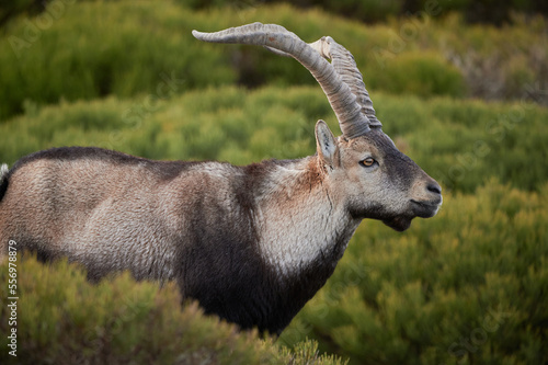 Wild mountain goat grazing on grassy meadow photo