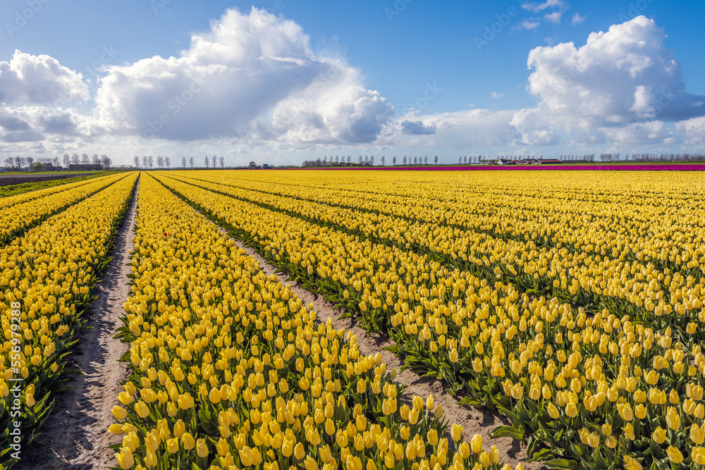 Exuberant yellow blooming tulips on the field of a Dutch flower bulb nursery in the village of Oude Tonge on the former South Holland island of Goeree Overflakkee. It's a sunny spring day. Exuberant yellow blooming tulips on the field of a Dutch flower bulb nursery in the village of Oude Tonge on the former South Holland island of Goeree Overflakkee. It's a sunny spring day.