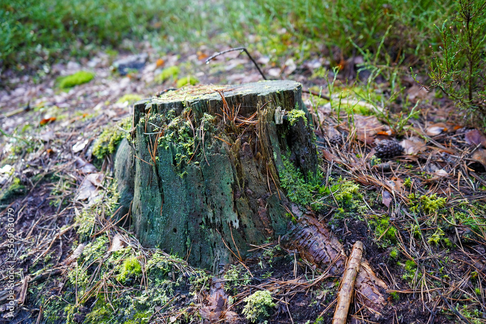 Obraz premium Close up of an old tree stump in woodland