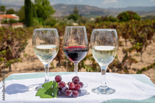 Tasting of red and white wine on vineyards of Cyprus. Wine production on Cyprus, tourists wine route.