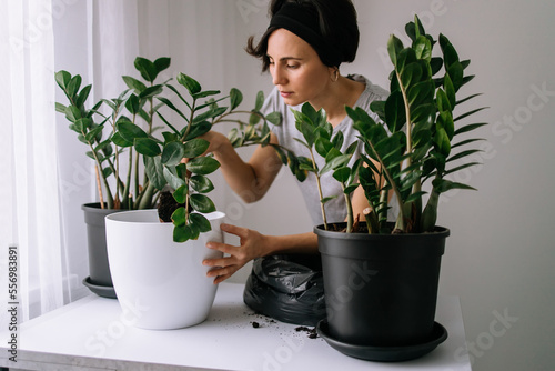 White Race woman Gardener Transplants Plants. Home Garden Plants into New Pots for More Favorable Growth. Caring for Indoor Plants Changing Plant Soil. Concept of home garden, green house