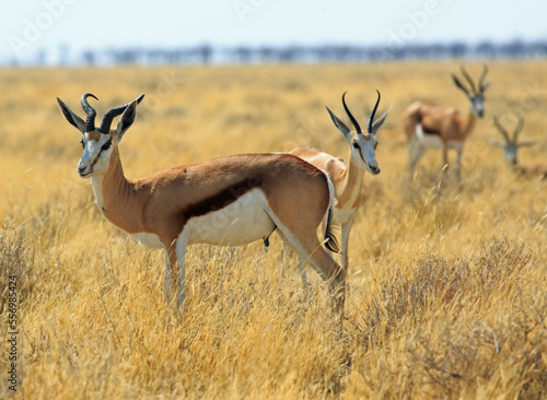 Herd of springbok on the dry yellow grass in Etosha