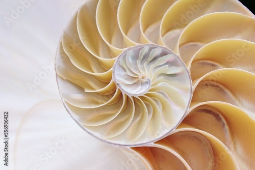 nautilus shell cross-section