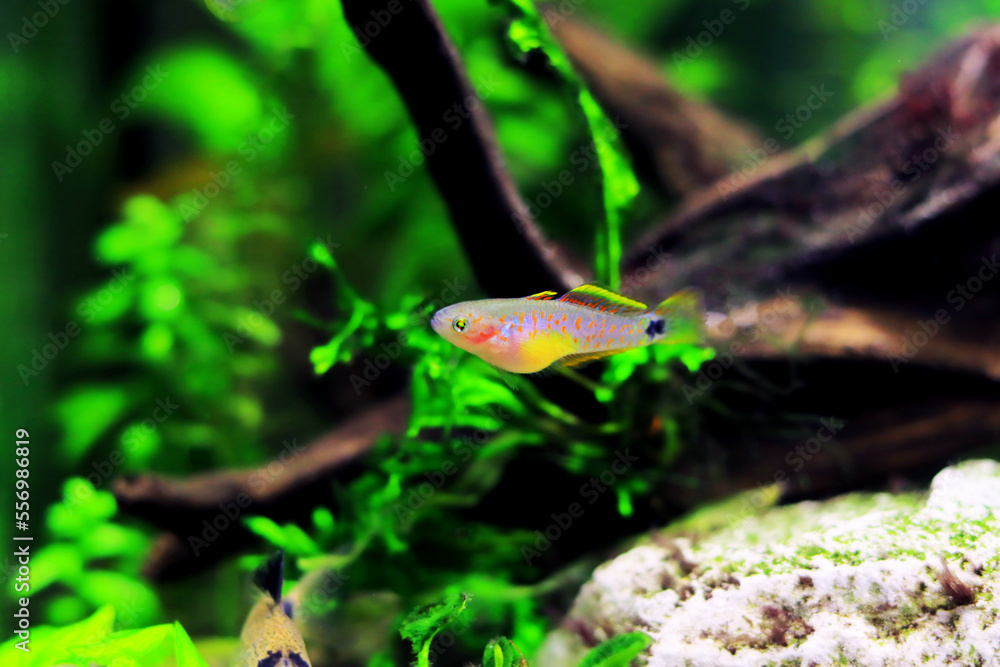Peacock gudgeon freshwater Goby - (Tateurndina ocellicauda) Peacock gudgeon freshwater Goby - (Tateurndina ocellicauda)