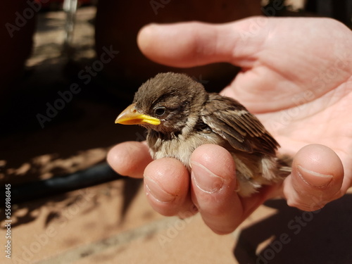 Litttle bird in a hand