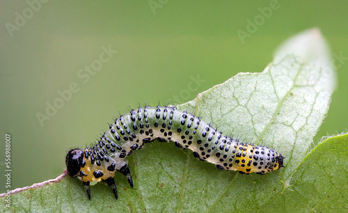 Single gooseberry sawfly catepillar eating a  leaf 