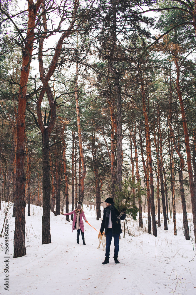 Winter walk in the snowy forest. The guy carries the Christmas tree and the girl plays with the dog Winter walk in the snowy forest. The guy carries the Christmas tree and the girl plays with the dog