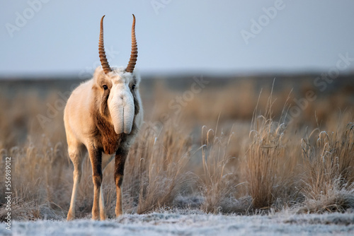 Saiga antelope or Saiga tatarica walks in steppe near waterhole in winter photo