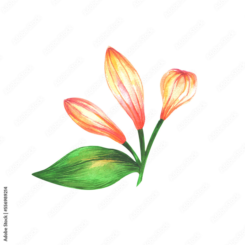 
Watercolor vanilla flowers isolated on white background.