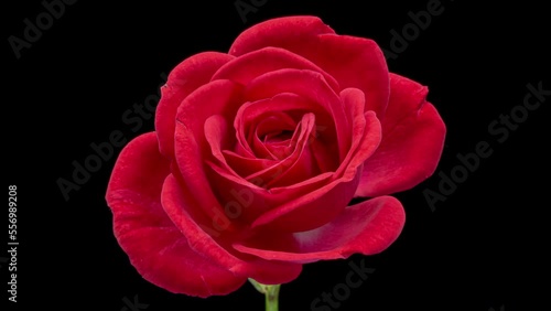 Beautiful fresh red rose opening, close up. Spa concept. Wedding, Birthday, Valentines day, Mothers day concept.