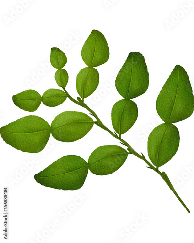 Kafir lime leaf , bergamoot leaf
 photo
