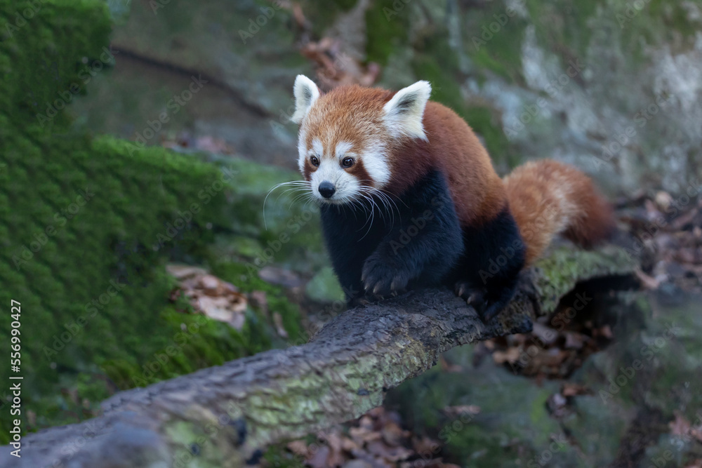 Red panda straddling a wooden branch on a blurred background. Looking ahead.(Ailurus fulgens) Red panda straddling a wooden branch on a blurred background. Looking ahead.(Ailurus fulgens)