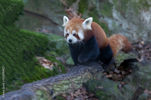 Red panda straddling a wooden branch on a blurred background. Looking ahead.(Ailurus fulgens)