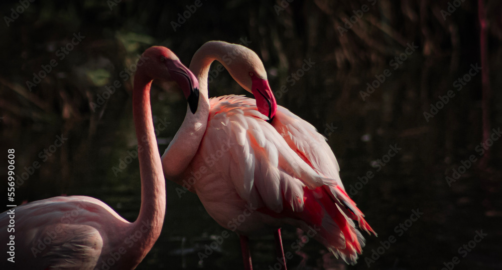 Naklejka premium flamingo in the water