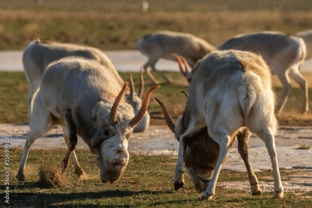 Saiga antelopes or Saiga tatarica fight in steppe near waterhole in winter Saiga antelopes or Saiga tatarica fight in steppe near waterhole in winter